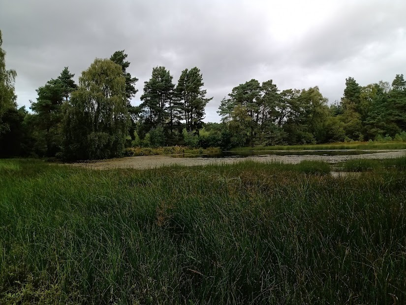 ScotlandBds's tweet photo. Top Dragonfly surveyors George and Stewart at Hotspot #Portmoak Moss and Ranger Jenny at Hotspot #Devilla where we are planning a pond management day in the autumn - watch this space! https://t.co/TE1mcBt22k