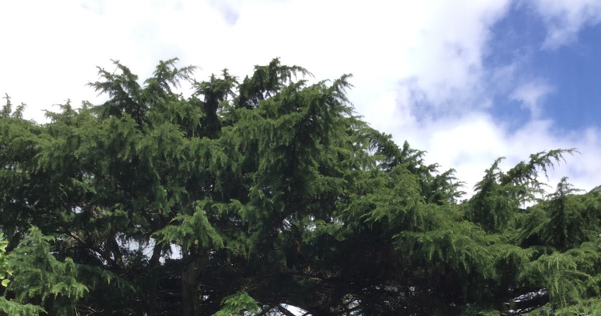 sheilayoshikawa's tweet photo. Call for proposals:Teaching beyond the curriculum: There is a call for proposals for an online conference with opportunities for publication. Teaching beyond the curriculum will be held 15-17 November 2023 and abstracts are due 5 October 2023.… #infolit https://t.co/myJiBP1CT0 https://t.co/SiYp1S7W9z