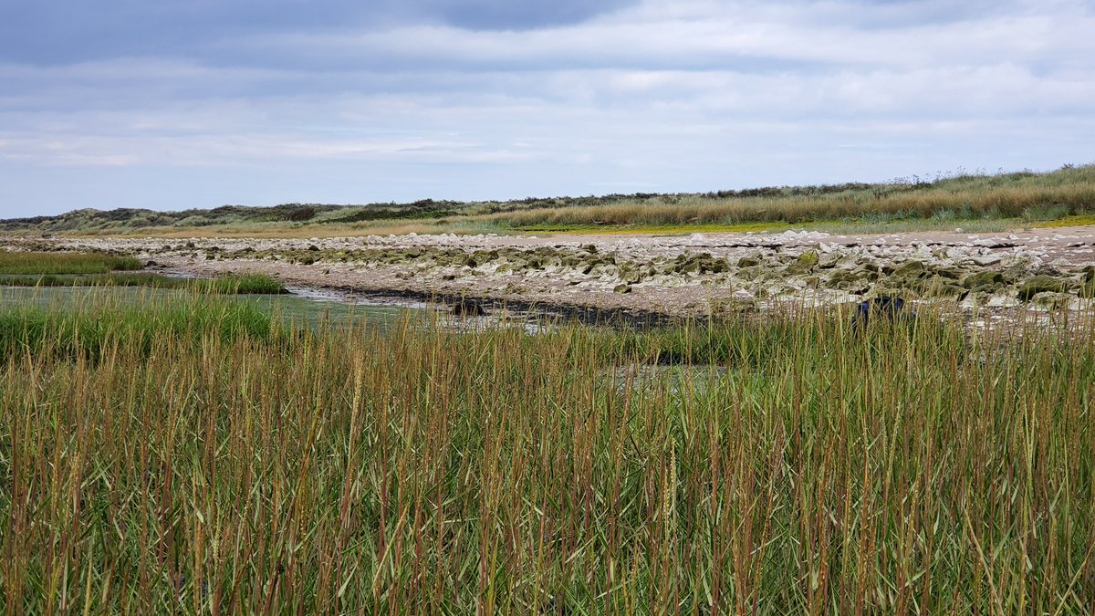 This week, members of our conservation team along with our two marine interns have been at Spurn Point with @YorksWildlife doing seagrass seed collection to expand the restored area of seagrass along the Humber as part of the #WilderHumber project with @OrstedUK & @YWTLivingSeas