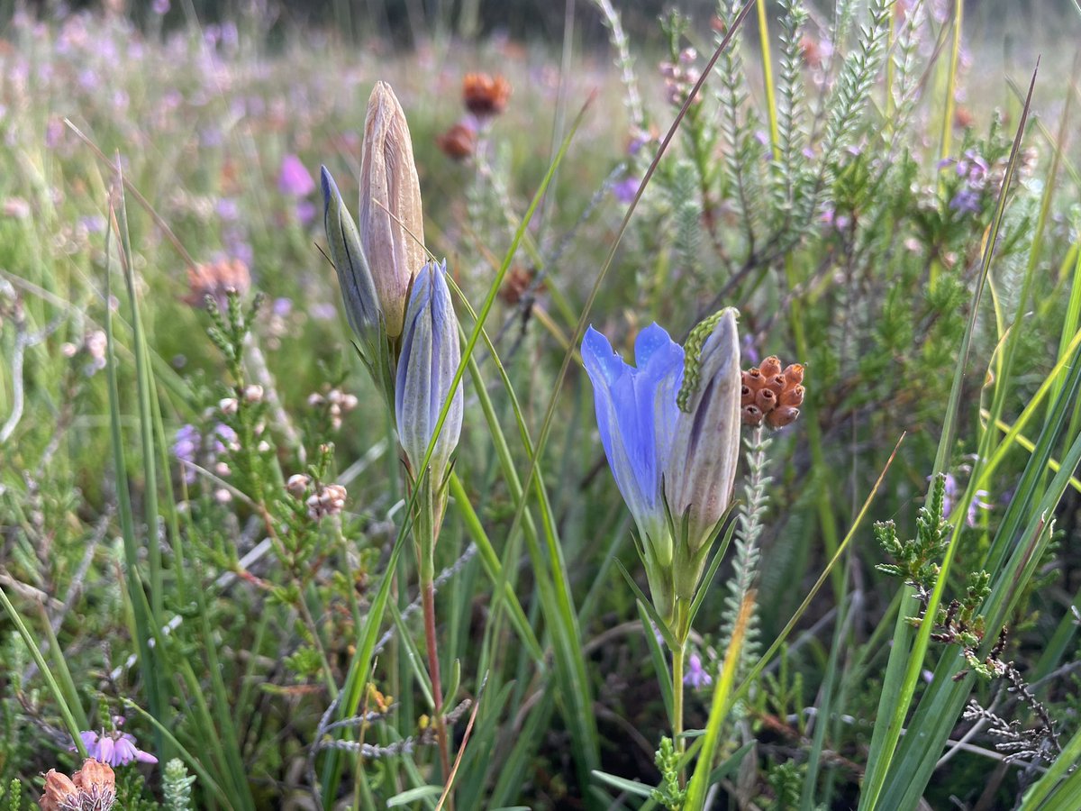 Jan Dijk tweet media