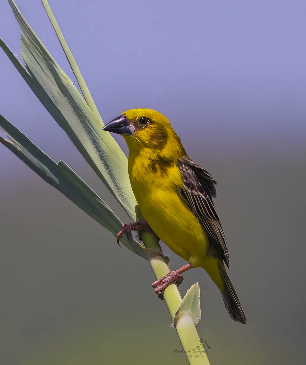 Less than 1000 left in the whole world. 

•••Finn's Weaver•••

Hoping for a better future for this rarity. 

#birdphotography #BirdTwitter #NaturePhotography #birdsofindia  #TwitterNatureCommunity  <a href="/IndiAves/">IndiAves</a>