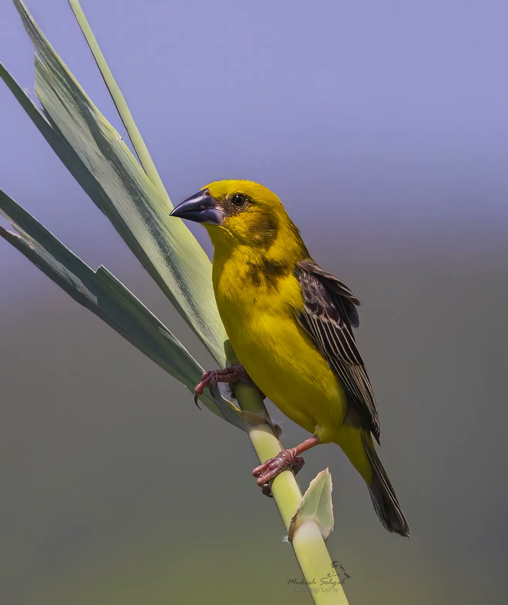 Less than 1000 left in the whole world. •••Finn's Weaver••• Hoping for a better future for this rarity. #birdphotography #BirdTwitter #NaturePhotography #birdsofindia #TwitterNatureCommunity @IndiAves