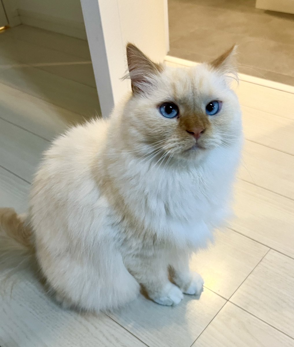 aria_diary_0815's tweet photo. ごはん待ちのポーズ

#猫のいる暮らし #猫の居る暮らし #猫好きさんと繋がりたい #猫がいる幸せ https://t.co/lTFVSAuqty