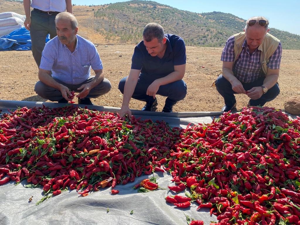 Özellikle kurutmalık pul biber ve salça üretiminde ilçemiz için önemli katma değeri olan Hasancalı Biberinin hasat faaliyetleri başladı. Bereketli olsun
🌶️🌶️🌶️