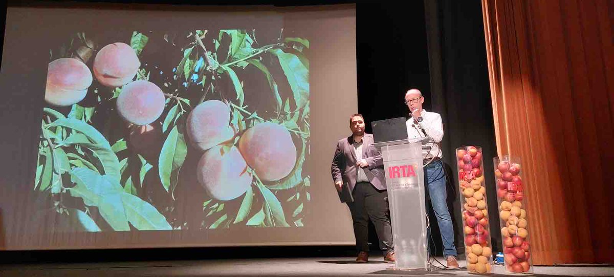 irtacat's tweet photo. L’alcalde de l’@AjAlcarras, Gerard Companys, i el cap de #Fructicultura de l’IRTA, Luis Asín @luisasinjones, han inaugurat la XXVII Exposició de varietats de Préssec i Nectarina. 🍑

Un repàs de la climatologia de la campanya 2023 ha donat el tret de sortida. 
🧵 👇 https://t.co/b8bd66cjtK