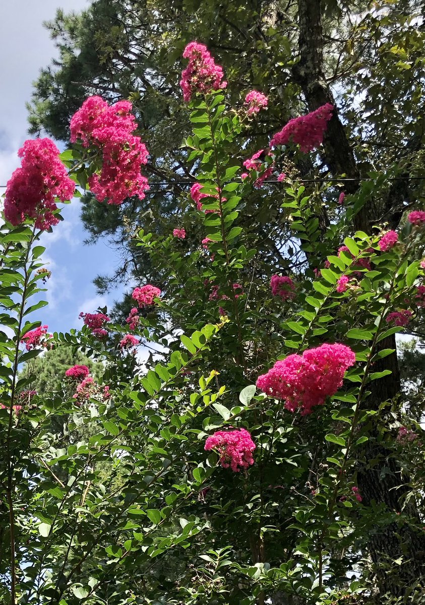 Nikki☀️⚖️ tweet media