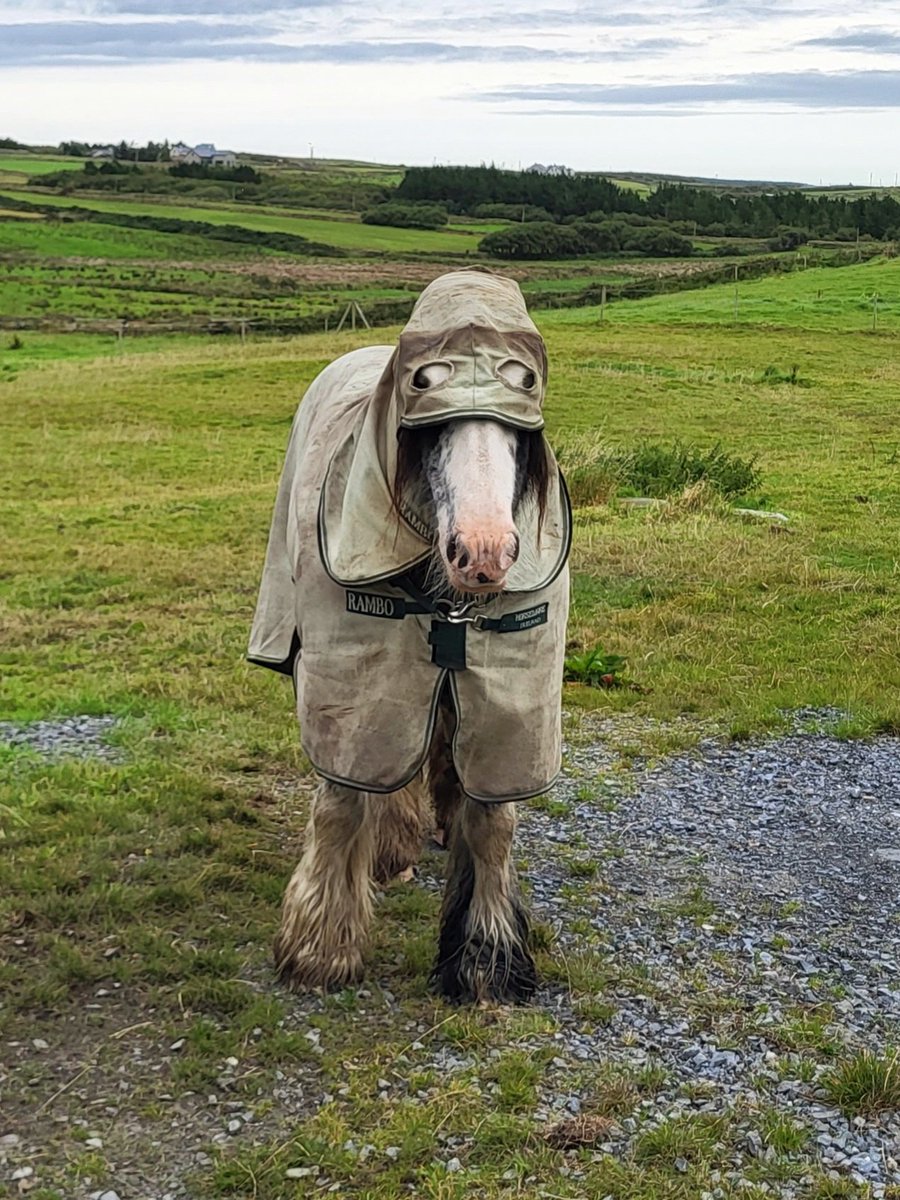 I haven't the heart to tell him that Halloween isn't for another month 🤣 County Clare, Ireland.