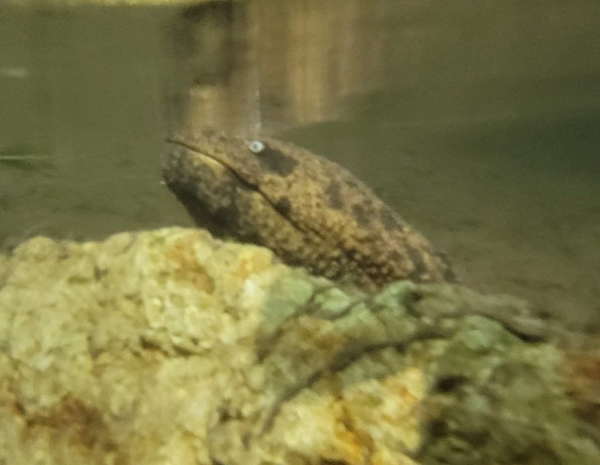 amarzee's tweet photo. We often get confronted with conservation problems, and Sustainable Daisen NPO exposed the Lab within the context of the IUCN Amphibian Specialist Group to the "solvable" plea of the Japanese Giant Salamanders (Andrias japonicus) in the Nawa River Basin. https://t.co/S5HensEfvx