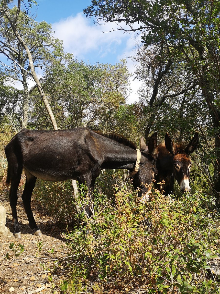 La Fina i la Fredolica rosegant aladern. La més veterana amb setze anys i la més jove amb un any just de vida.