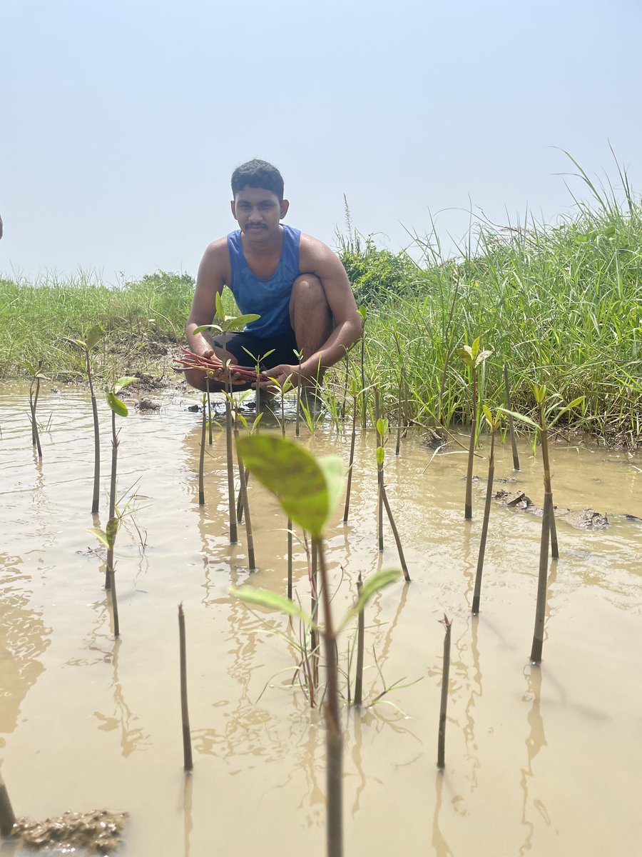 🌊💙Dive into the fascinating world of Blue Carbon with this incredible infographic! 🌿

Discover how coastal ecosystems like #mangroves, seagrasses, and salt marshes play a crucial role in capturing carbon and safeguarding our planet's health.
<a href="/SATTVIC_SOUL/">Sattvic Soul Foundation</a> <a href="/dfomangrovefdwl/">DFO MANGROVE ODISHA</a>