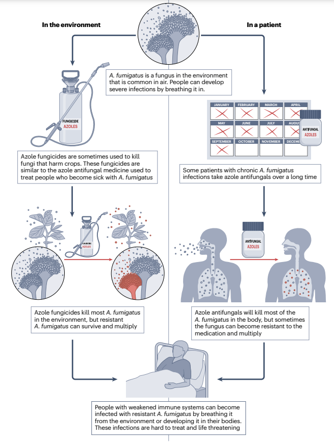 NatureRevMicro's tweet photo. The rapid emergence of antifungal-resistant human-pathogenic fungi

Lockhart &amp; co. discuss the global emergence &amp; spread of Candida auris, azole-resistant Aspergillus fumigatus &amp; Trichophyton indotineae, all three emerging with a high rate of acquired resistance. https://t.co/AJwj8m4zCi
