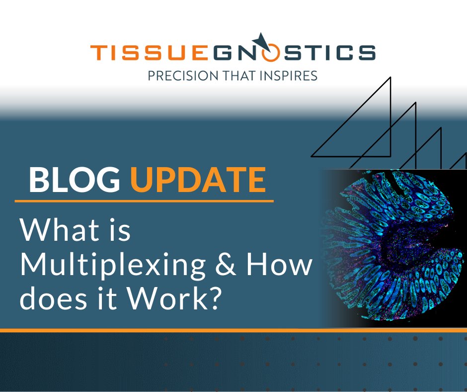 TissueGnostics tweet media