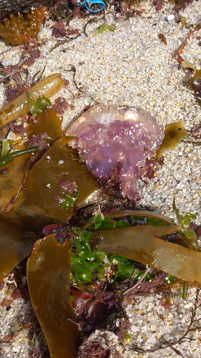 educambcoruna's tweet photo. Recentemente estas pequerrechas (Pelagia noctiluca) estiveron a dar un pouco a lata aos bañistas da #Coruña... pero non debemos esquecer que as medusas son parte da #biodiversidade mariña. Sabías que poden ser a chave para descubrimentos sobre rexeneración de tecidos? 🤯 https://t.co/nO9cBmG8Zg