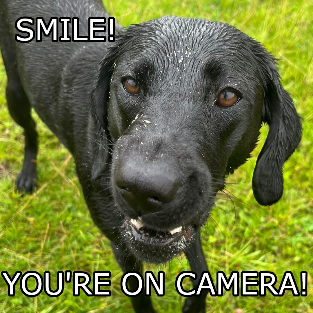PriestlandsDogs's tweet image. Happy #mememonday

#priestlandsdogs #dogdaily #offleadshenanigans #rainydays☔️ #puppyeyes👀 #memesfunny #memes #funnymeme #funnydogs #puppyeyes🐶 #puppyeyes #dogmemes #headtilts