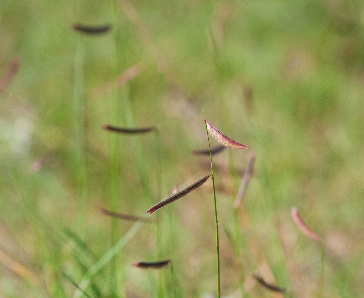 prairieguy2016's tweet photo. The little flags of Blue Grama grass blowing in the prairie winds. #nativegrasses #prairie #northdakota https://t.co/d2UUOmgio9