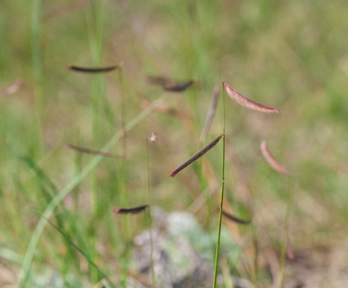 prairieguy2016's tweet photo. The little flags of Blue Grama grass blowing in the prairie winds. #nativegrasses #prairie #northdakota https://t.co/d2UUOmgio9