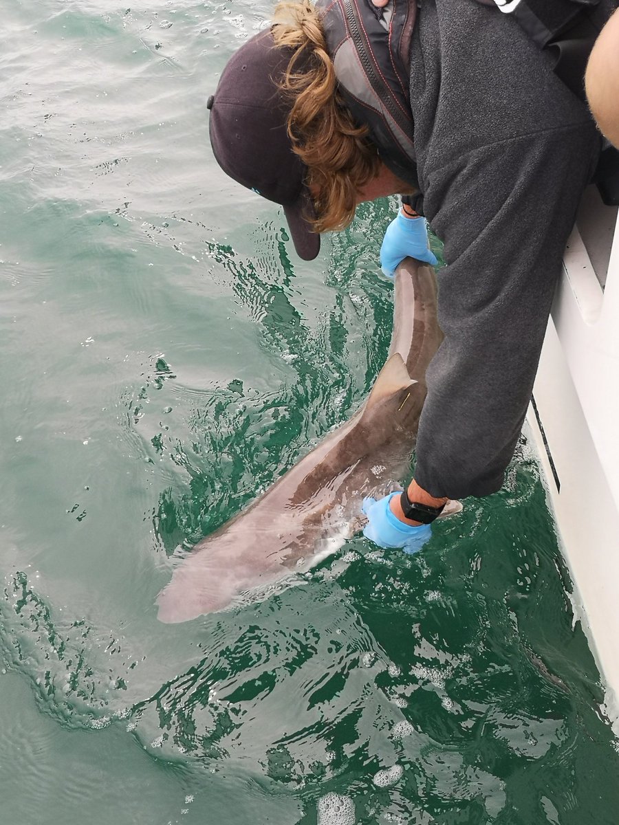 This week the #AnglingforSustainability team have been out acoustically tagging #sharks and #rays off the South Coast! This data will help understand their movemets 🐟🦈🎣 @aMER_MarineRes @DefraGovUK @PlymUni @fish_intel @AnglingTrust @NaturalEngland @SouthernIFCA #FISP