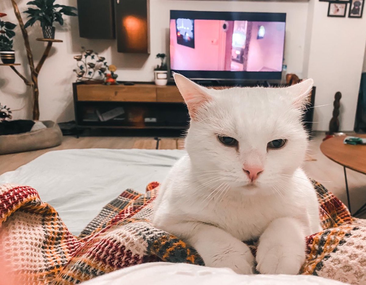 Yaklaşık 12  yıldır annemden, babamdan daha çok vakit geçirdiğim, üzüntüme/ sevincime, her anıma ortak  canımın içi, kalbimin baş köşesi kızım 1000. dereceden mi yakınım da işyerine "ama benim kedim öldü" diyip izin alamıyorum? 🥹 Onca toplantı ve rapor arasında tek aklımda olan