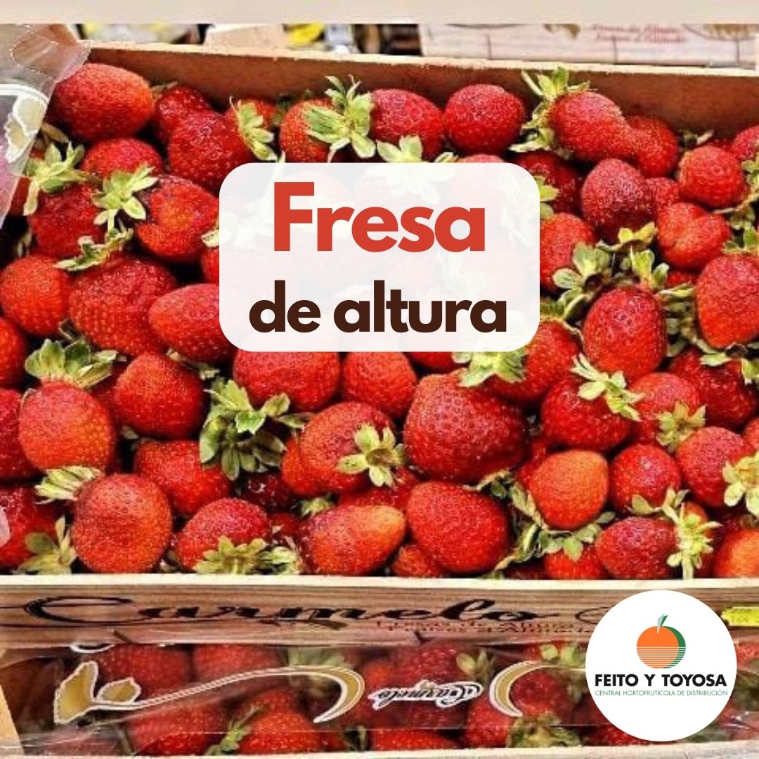 Descubre el sabor único de las fresas 🍓 🍓 🍓  de altura de Ávila.

Cultivadas en altitudes que realzan su dulzura y aroma, estas fresas son una delicia 😋 que no puedes perderte.

#FresasDeÁvila #Fresas #FrutaFresca #FrutaDeTemporada #MásFruta #5aldía #almenos5aldia