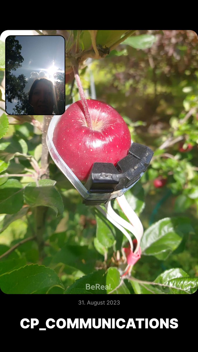 you knew that delicious cultivar 'Elstar' depends on pollinator trees ? - we are preparing to measure the impact of global warming on flowering and fruit development of the small-fruit pollinators with our #fruit #sensors