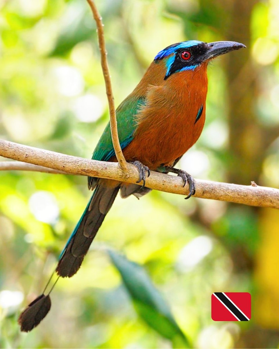 #HappyIndependenceDay to #TrinidadandTobago 🇹🇹 We hope that our colleagues have a wonderful day😊 Although the twin island republic is well known for its glittering #hummingbirds we’re featuring the #endemic & stunning Trinidad Motmot💙 📸 Beth Hamel @exploretrinidad @ttfnc