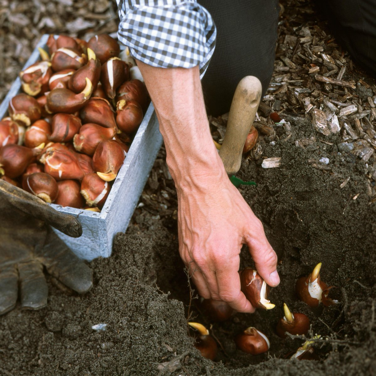 InExcessUK's tweet photo. With autumn just around the corner, it is the perfect time to start planting your spring bulbs!🌷
Super easy to grow, and great value for money...with packs from just £2.25 in our Garden Centres 🌿

#springbulbs #deree #gardening #garden https://t.co/Dp5BdS52BX
