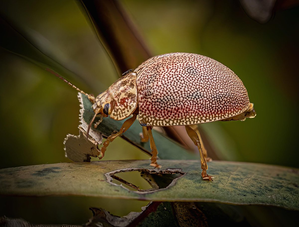 LOOK! MAPh Members’ prize WINNER ANNOUNCEMENT! Congratulations. 

Architecture category winner Rudiger WASSER 
Portraiture category winner Lesley BRETHERTON 
Nature category winner Ken GOSBELL