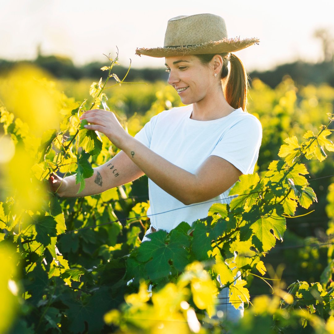 BancroftWines tweet media