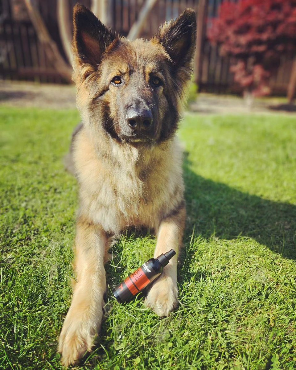 Bodi looking very handsome and smelling incredible after using our Hot Dog Body Mist!

What is your favourite scent to use on your pooch?

📷 @bodithegermanshep

#Animology #BodyMist #HotDog #DogsofInstagram #GermanShepherd