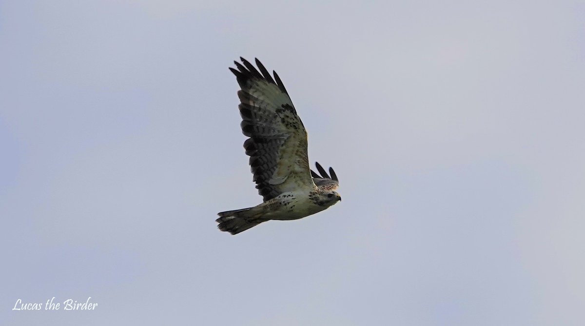 Buzzard over Blackmoor Nature Reserve. #lovethemendips #birding #BirdTwitter #TwitterNatureCommunity #BirdsOfTwitter