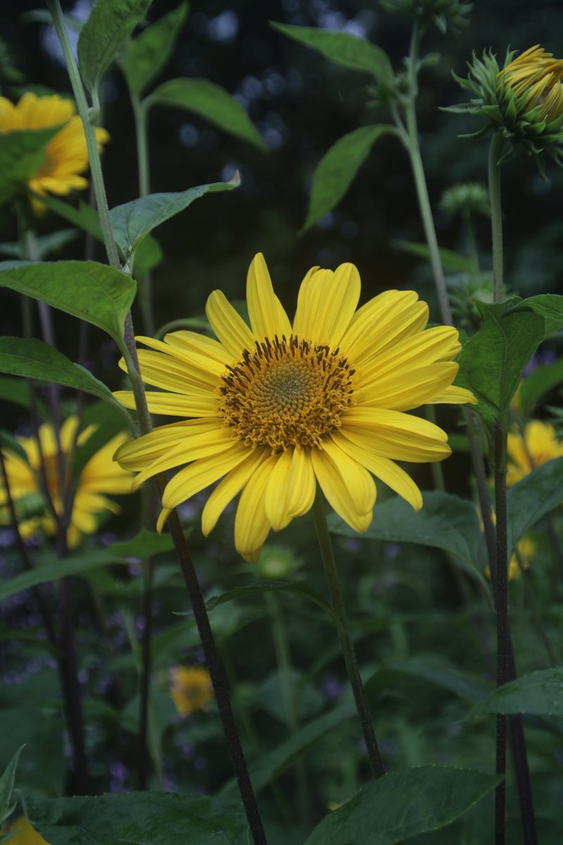 gontanokoneroku's tweet photo. Sunflower 😎 https://t.co/ZWl55LWG6w
