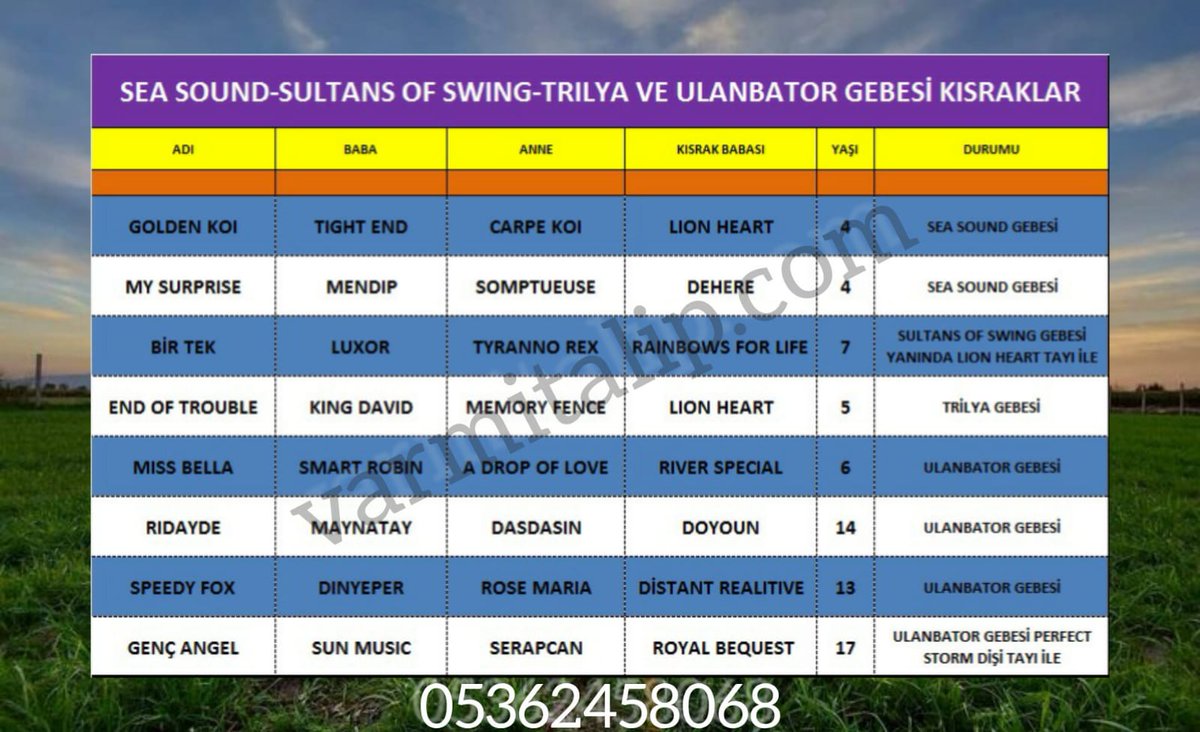 #SeaSound,#SultansOfSwing, #Trilya,ve #Ulanbator gebesi kısraklarına #Varmitalip #SatilikTaylar,#SatilikGebeKisraklar,#horse #breeding #farm #farmlife #mareandfoal #ArabianHorses
#Thoroughbreds 
#yearling 
 📞05362458068 varmitalip.com.tr/index.php?rout…