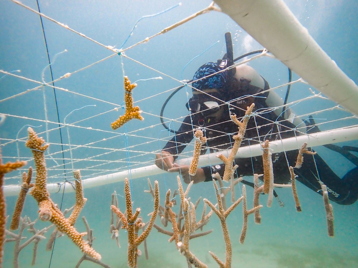 New study addressing the need to increase coral production while reducing the costs associated with coral farming. Aponte-Marcano et al. bit.ly/3P0ZMHk found that raising corals in horizontal frames is more cost-effective than growing them in tree-like nurseries 🪸
