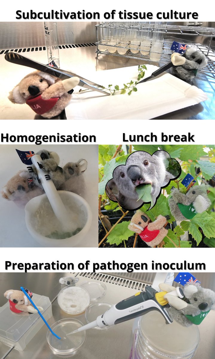 Hel1Volk's tweet photo. New 🐨postdocs from #ICPP2023 are already at Uni Ljubljana 🇸🇮🇪🇺 &amp; working hard to generate quality data to present at #ICPP2028.

A bit eager to return to homeland 🇦🇺 to nibble on some quality 🌱eucalyptus🌱for lunch, though! #PlayGoldCoast https://t.co/3Lktuf395j