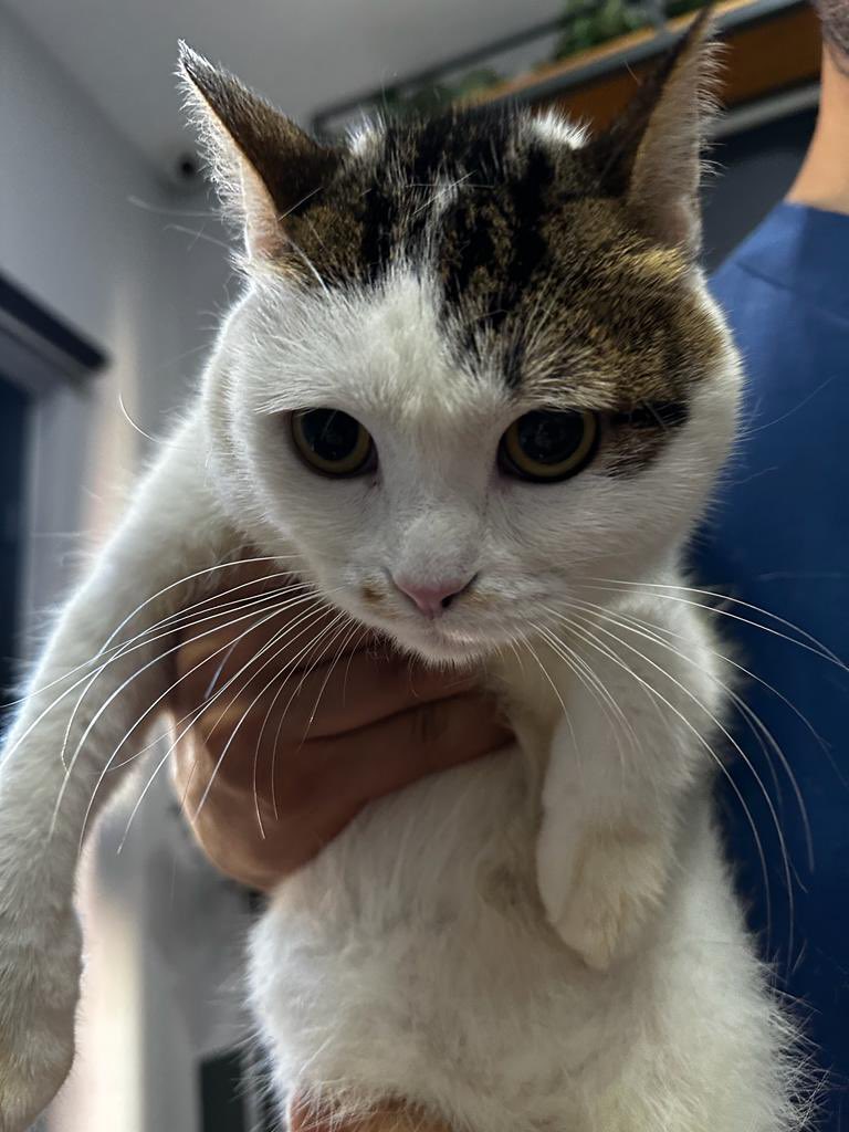 Dünya güzeli top kafalı kız, Hatay’dan İstanbul’a gelen bir depremzede. Yaraları iyileşti, aşılarını oldu, kısırlaştı. Sokağa salmayı denedik ama asla yapamadı, çok korktu. Çünkü bir ev kedisi ve klinik kafesinden kurtaracak meleğini arıyoruz.