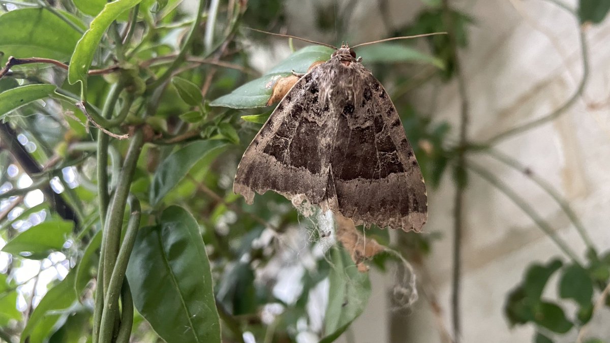 GerryHinde's tweet photo. Old Lady moth released from home here on Portland this morning. https://t.co/pGcFtpehVm