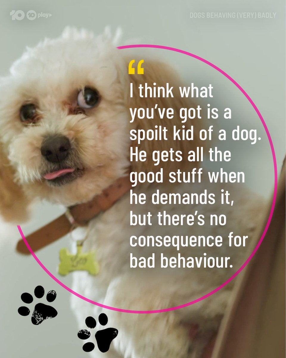 DogsBehavingAU's tweet image. Looks like these naughty doggos are living in their own furry little worlds 🌏
#DogsBehavingVeryBadlyAU

@GraemeDogfather @Ladyjmo #DogsofAustralia #AussieDogs #DogTraining #DogTrainingAustralia #DogTrainingTips #DogTrainingAdvice