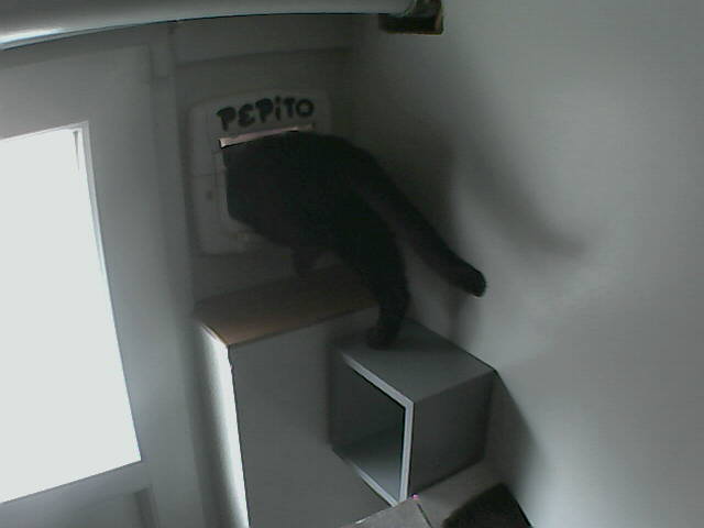 PepitoTheCat's tweet image. Pépito is out (12:40:43)