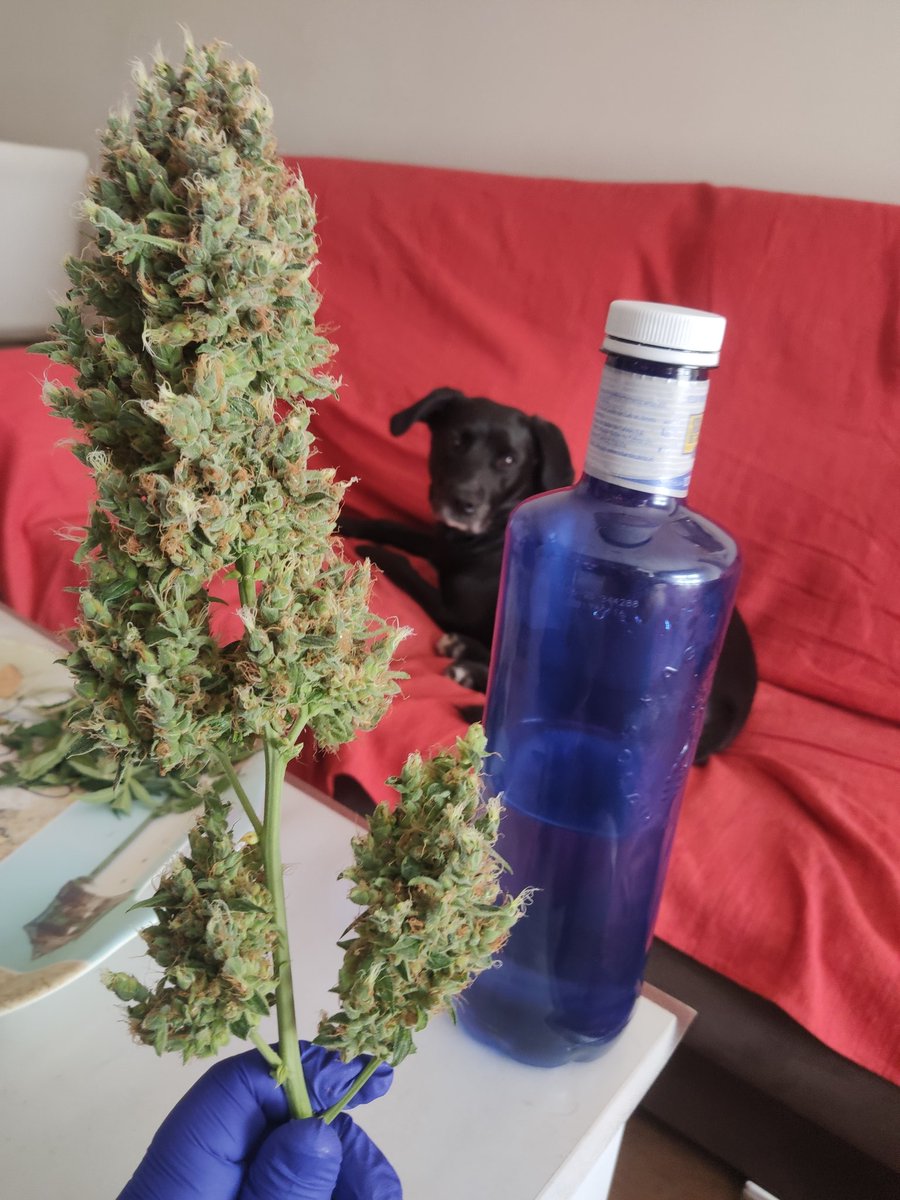 introvertido420's tweet photo. Stark quería salir en la foto 💚
#Autocultivo #autoflorecientes #WeedLovers #CannabisCommunity https://t.co/yOeCOY1Ou4
