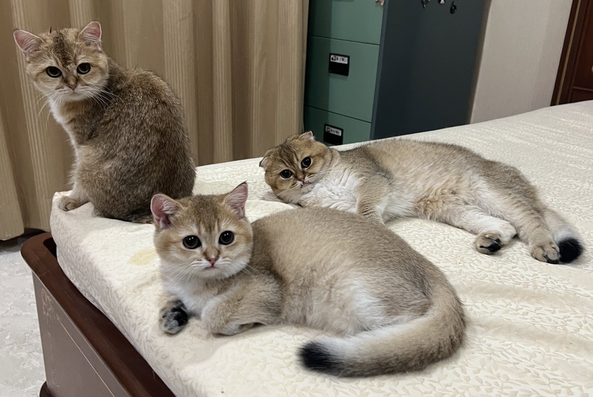 Nastar & Kara tweet media