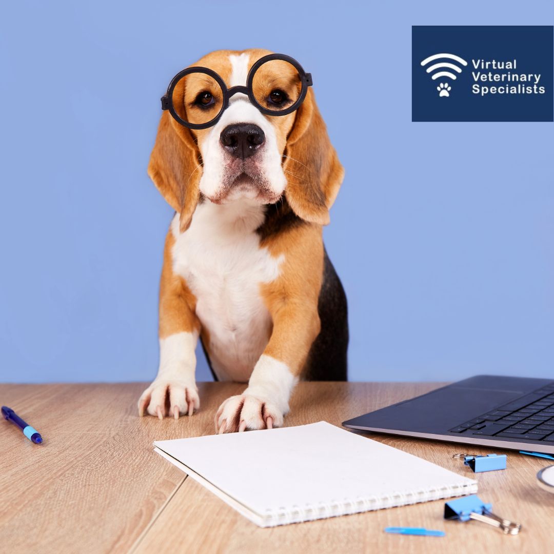 In the search for some great veterinary CPD?

Catch up on all of our brilliant webinars for free on our website or through our YouTube page.

vvs.vet/webinar-hub-vi…

Our Youtube Channel: youtube.com/channel/UCrfN6…

#vetcpd #veterinarywebinars #veterinarycpd #freecpd #rvncpd