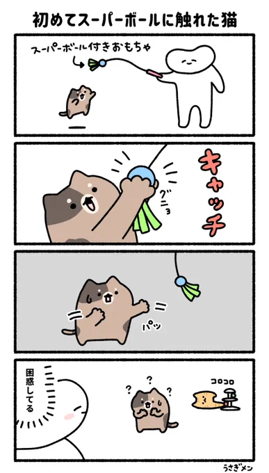 初めてスーパーボールに触れた猫 