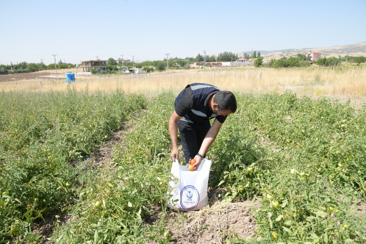kazan_belediye's tweet photo. İhtiyaç sahibi vatandaşlarımız için verimli topraklarımızda ektiğimiz domateslerimizi, ellerimizle topladık. 🍅
Sofralarınızda afiyetle yemeniz dileğiyle… 😊
Her zaman yanınızdayız. 💙
@serhatoguz06 

https://t.co/38FGO4PMiJ https://t.co/RSDAtva0g9