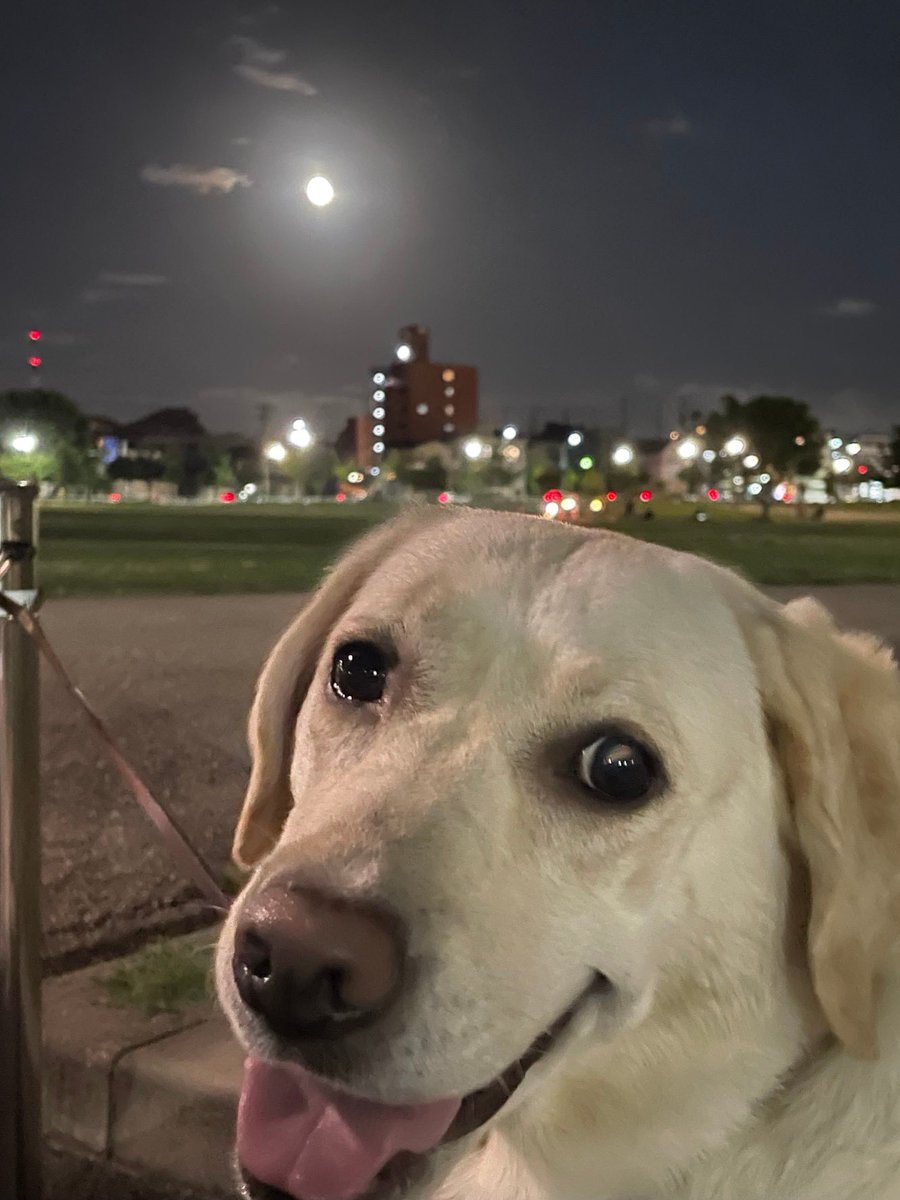 暑かった8月も今日で終わり🥵少しずつ、秋の気配…本日、スーパーブルームーン🌕🐶🐾とやらで、遠いけど…良い感じのが撮れました
 #ラブラドールレトリバー 
 #BlueMoon 
 #SuperBlueMoon  #お散歩 #ラブ好き