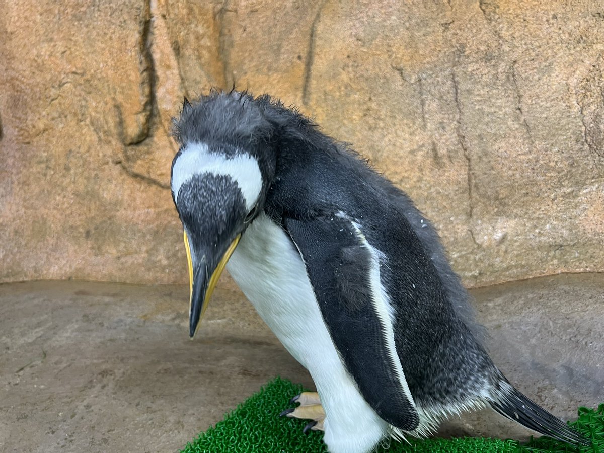 モヒカンペンギン∑(º ﾛ º ฅ)
ふわふわの綿羽が抜けてきて
背中が、タテガミにも見えます😆

あと少しでプールデビュー
 #ミナミジェンツーペンギン
 #Gentoopenguin
 #animalbaby
 #生後2ヶ月
 #那須どうぶつ王国