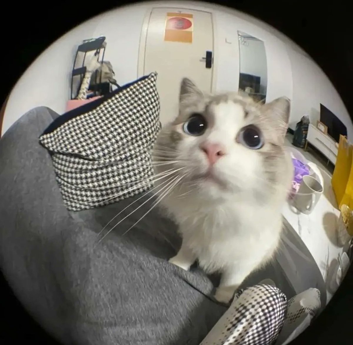 PostsOfCats's tweet image. POV: you are camera