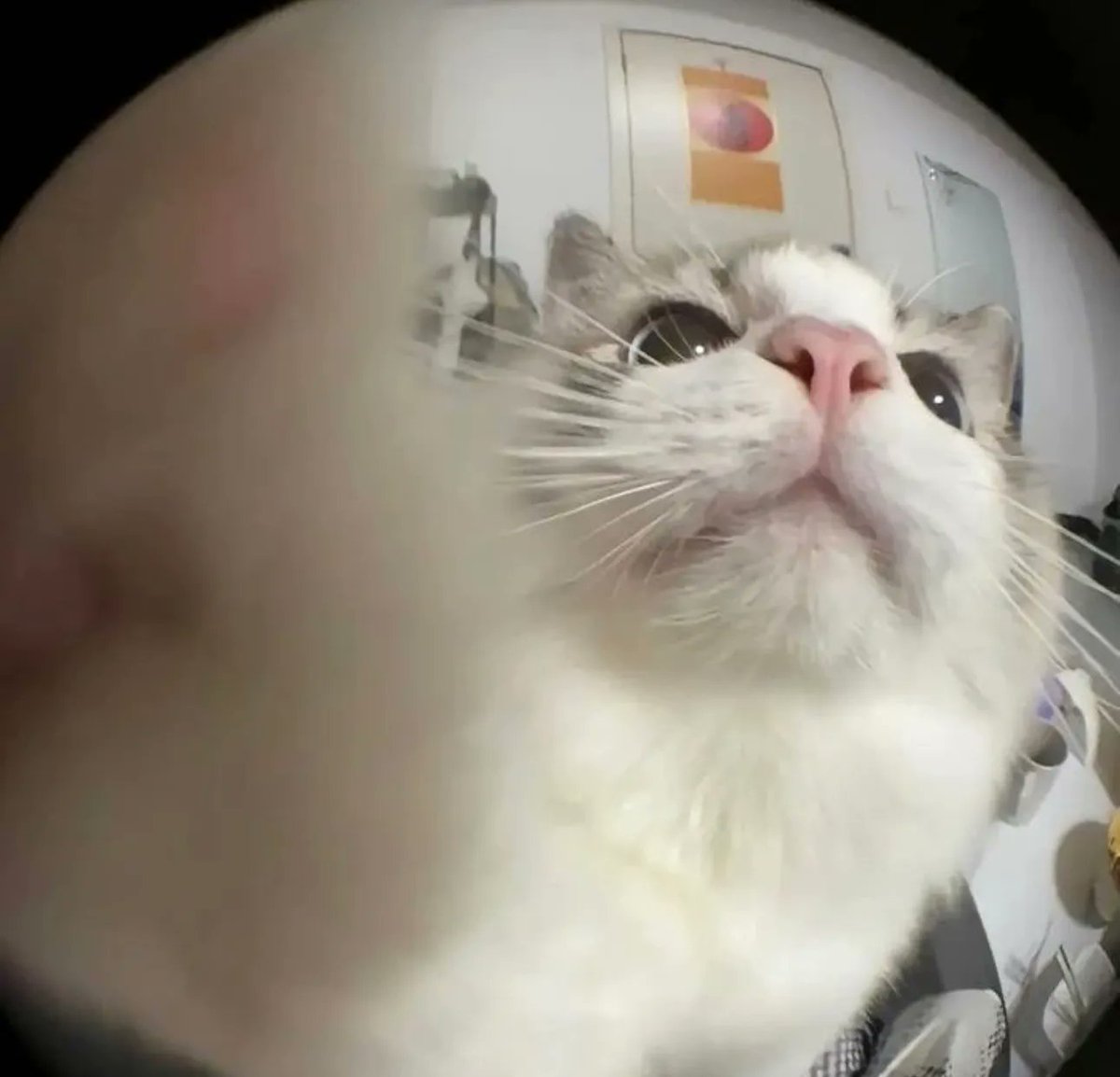 PostsOfCats's tweet image. POV: you are camera
