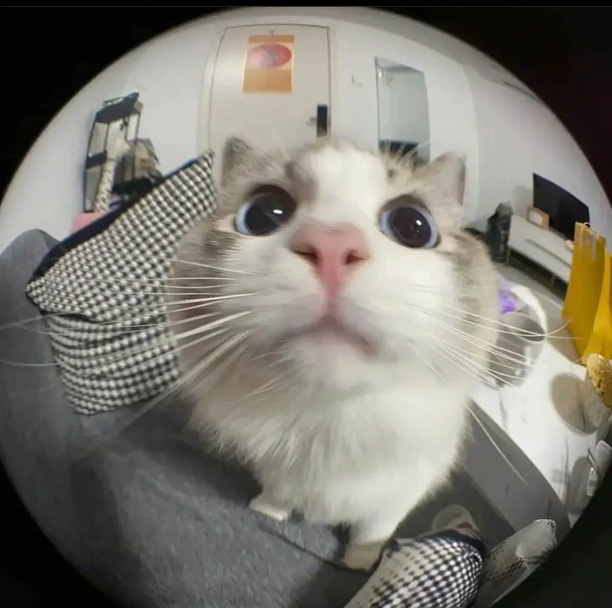 PostsOfCats's tweet image. POV: you are camera