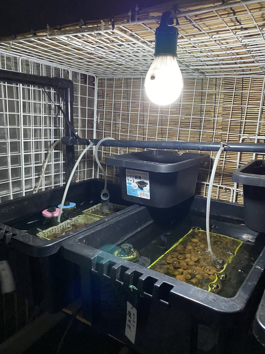 ZueYohei's tweet photo. 100均で電球購入💡
ずっと眺めていられる☺️ https://t.co/kgUzNs5bDr