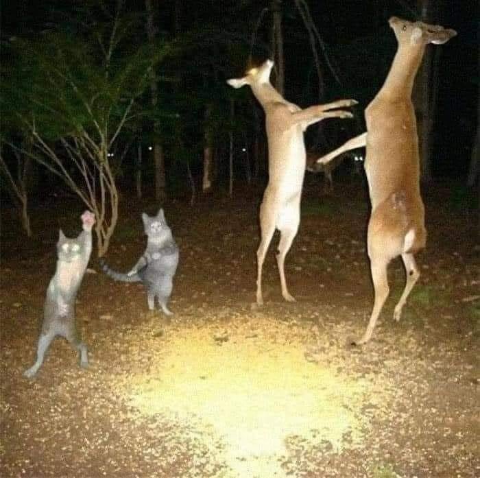 Te vi en la fiesta y no me dijiste nada.

- Lo que yo vi en la fiesta